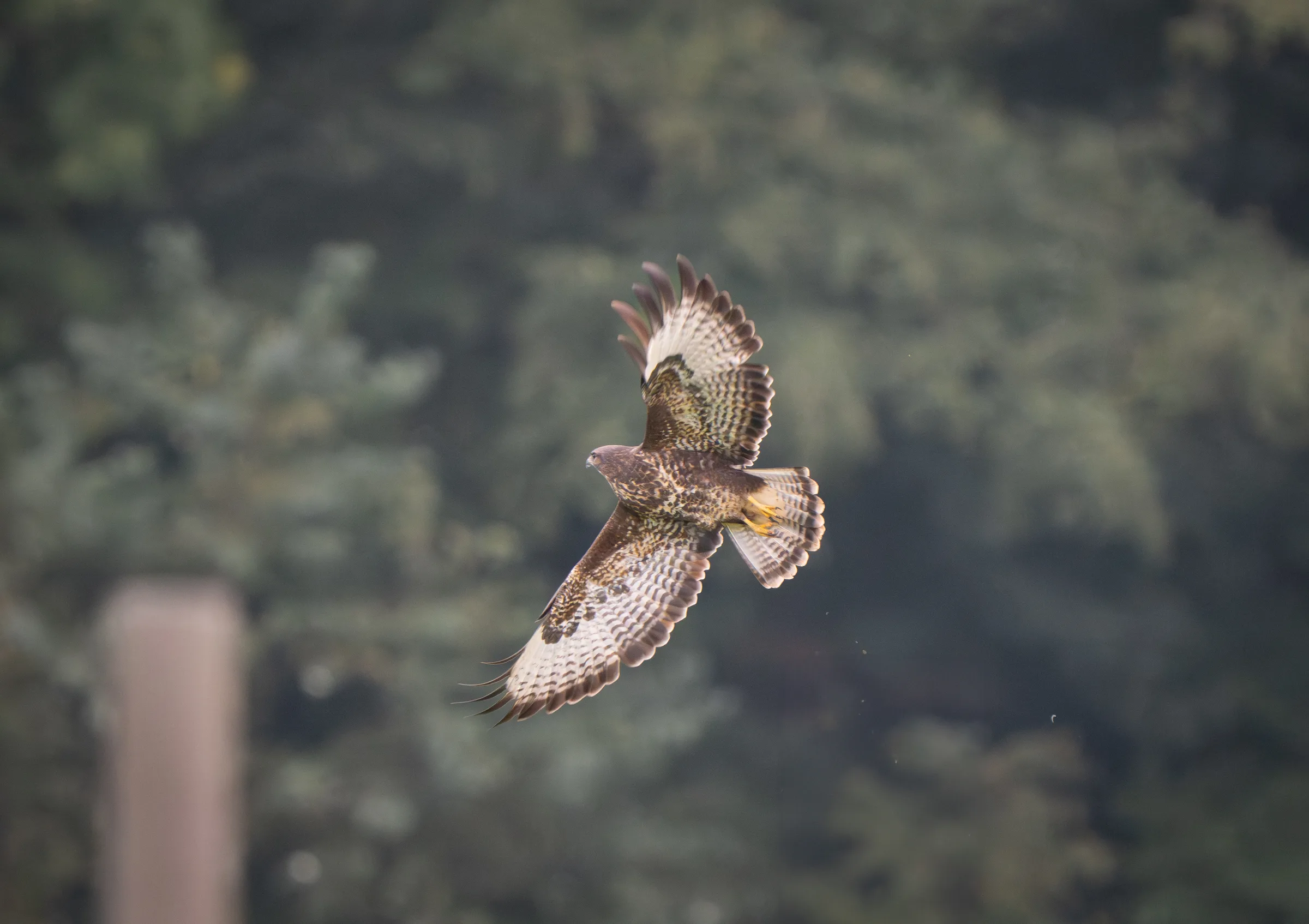 Buzzard banking over the trees