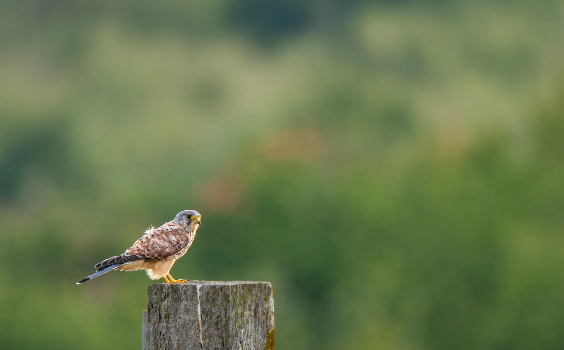 Kestrel on a fence post