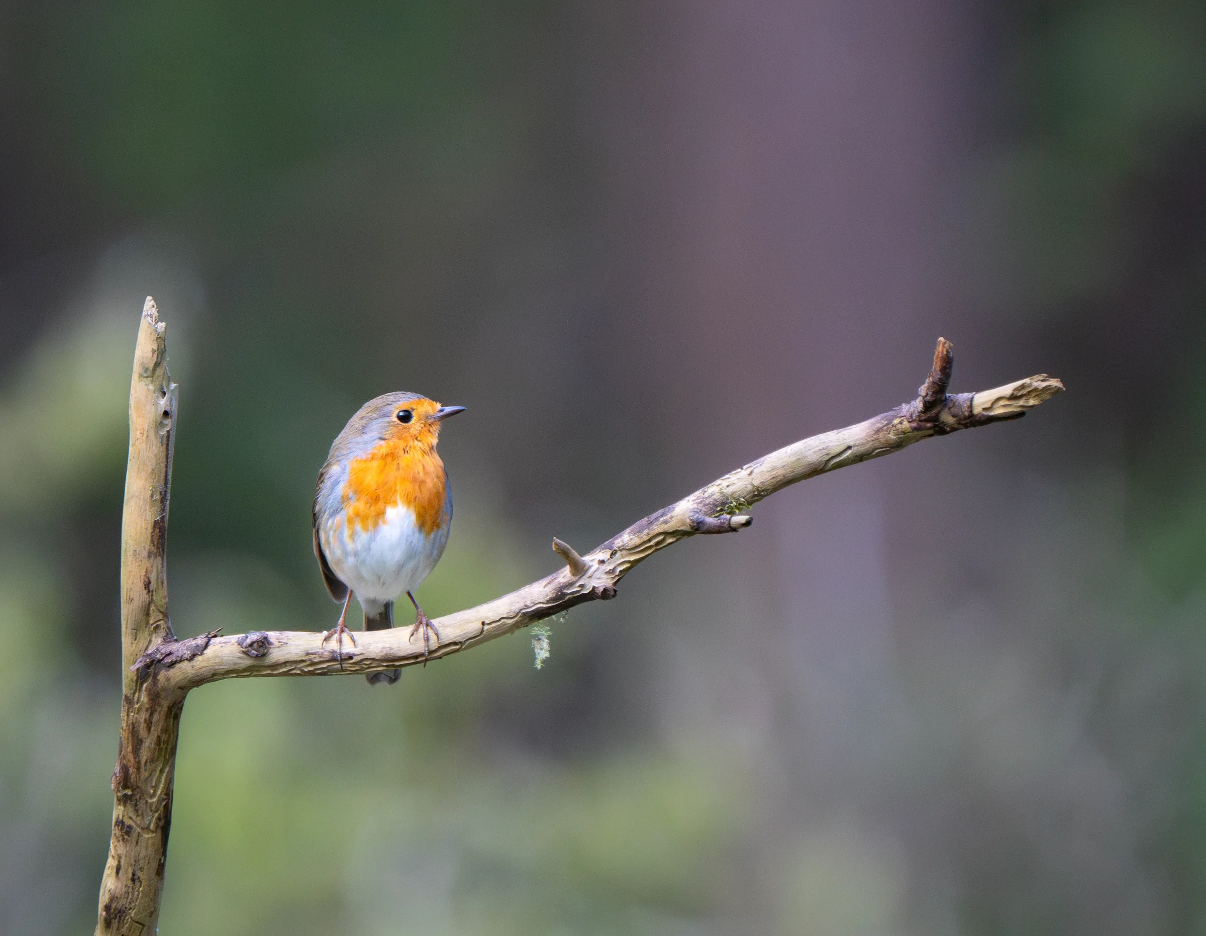Robin in soft forest light