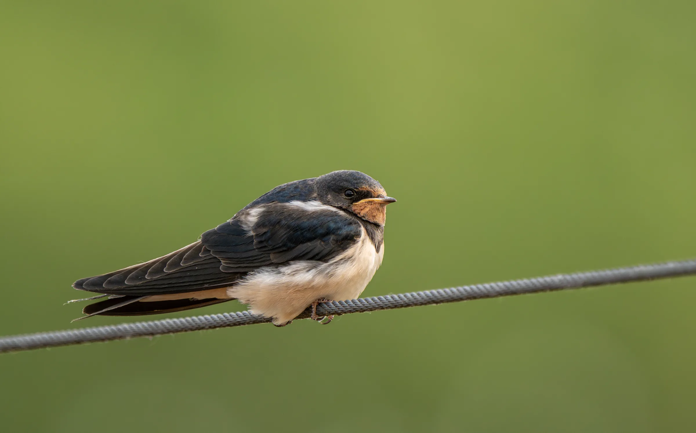 Juvenile barn swallow on the wire