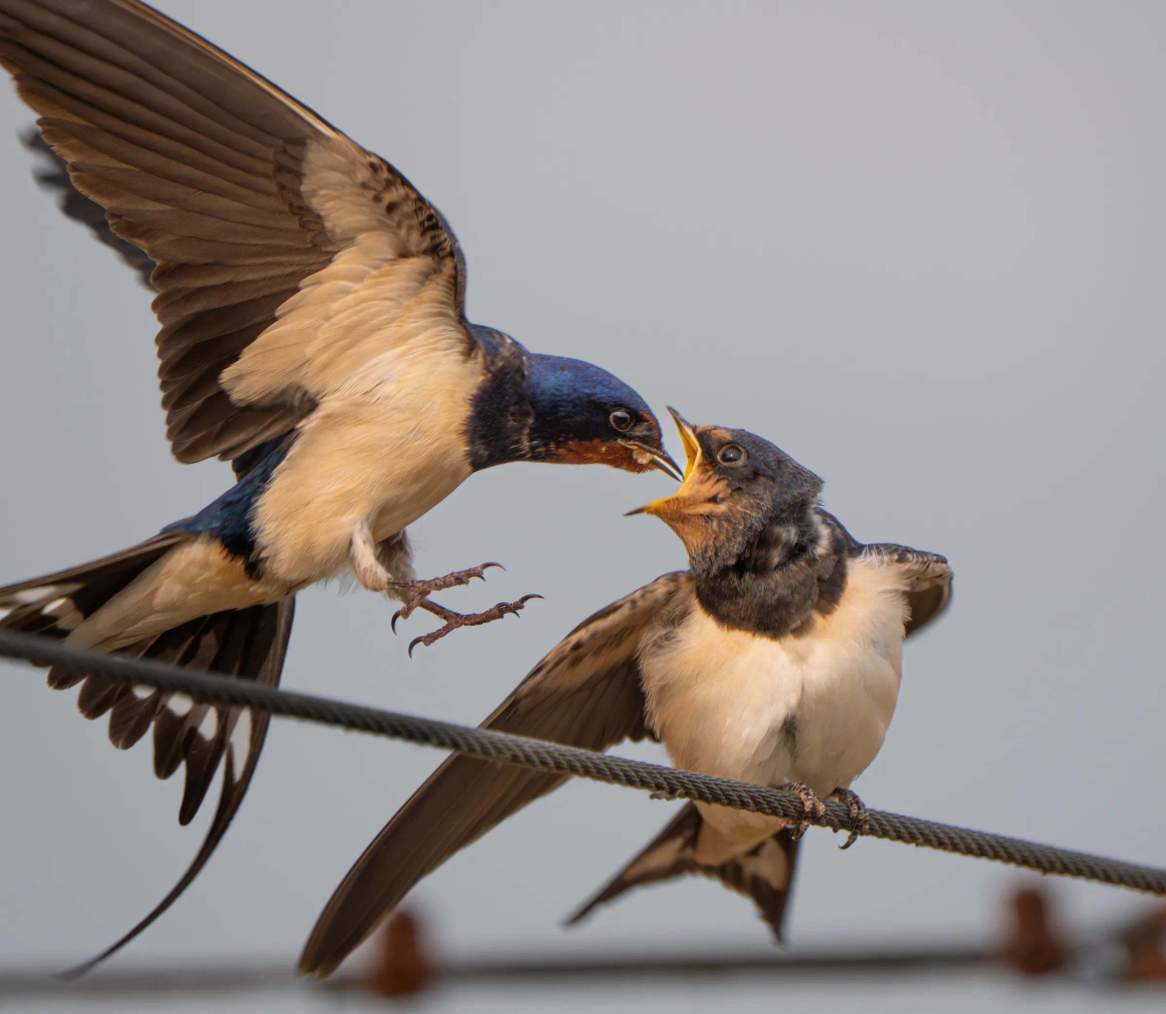Barn swallow feeding its young