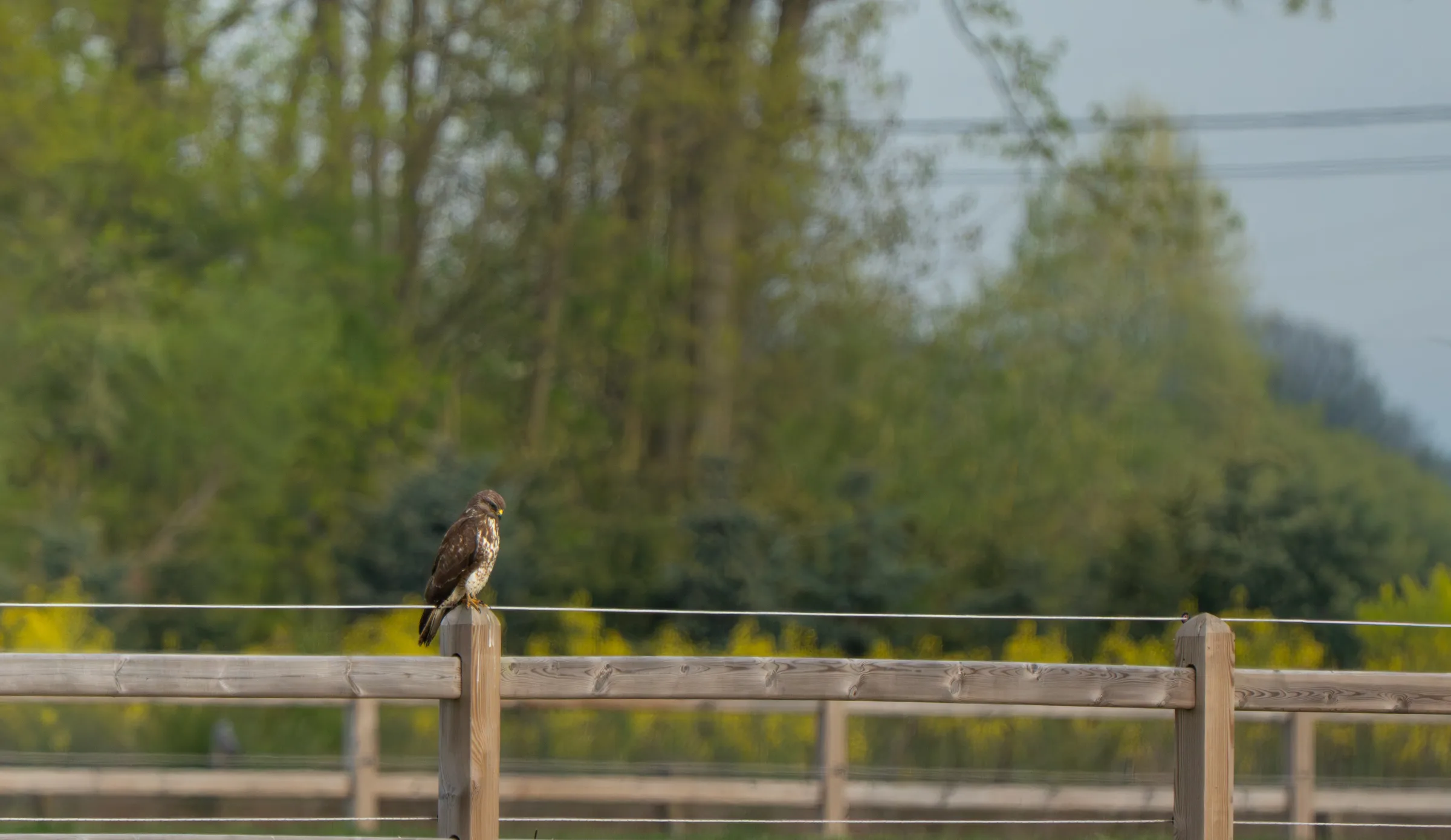 Common buzzard on a fence post