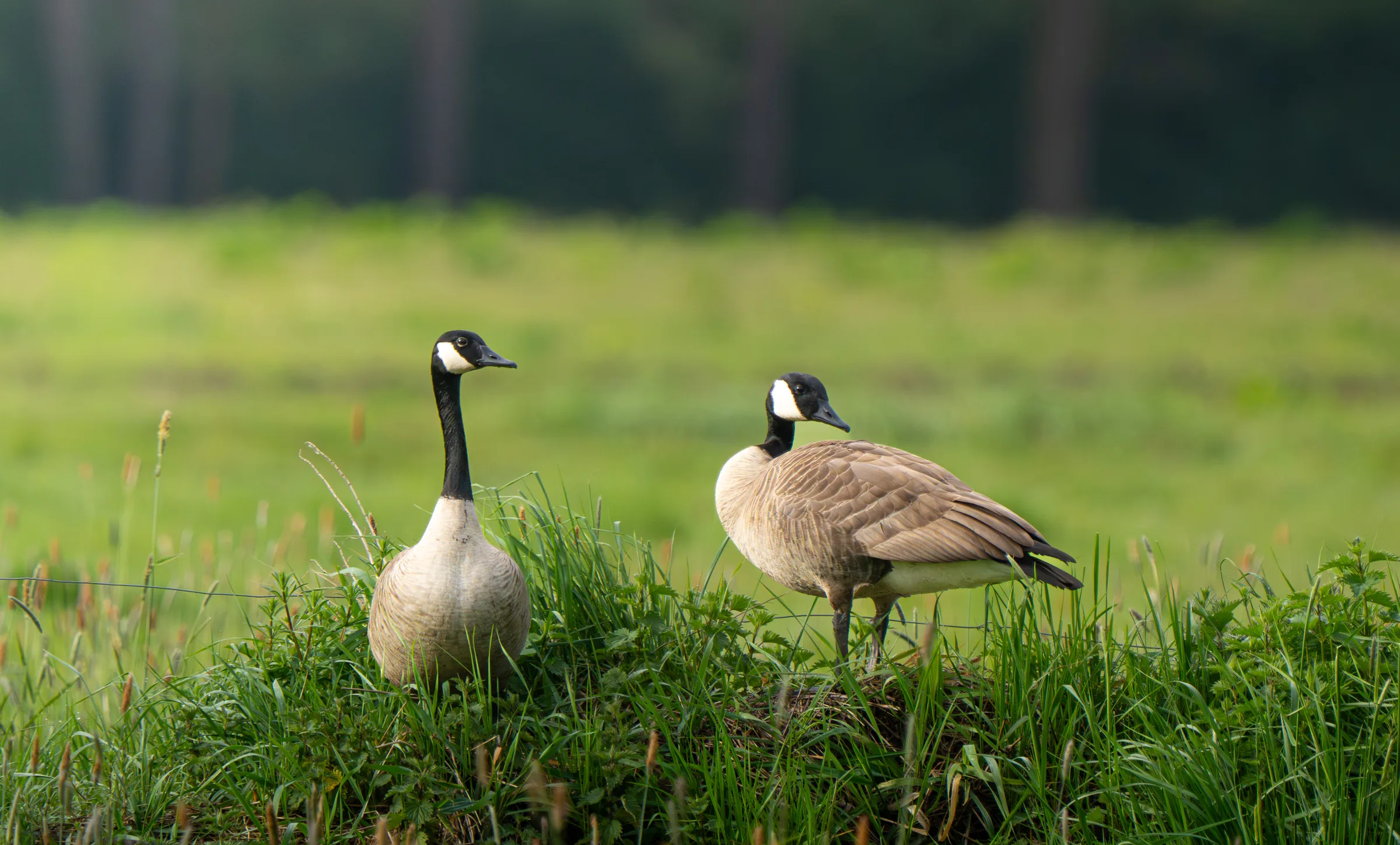 Canada geese in the meadow