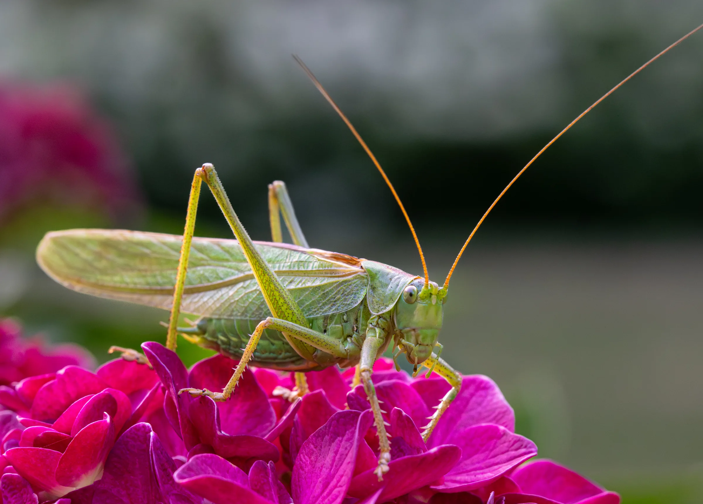 Great green bush-cricket on hydrangea