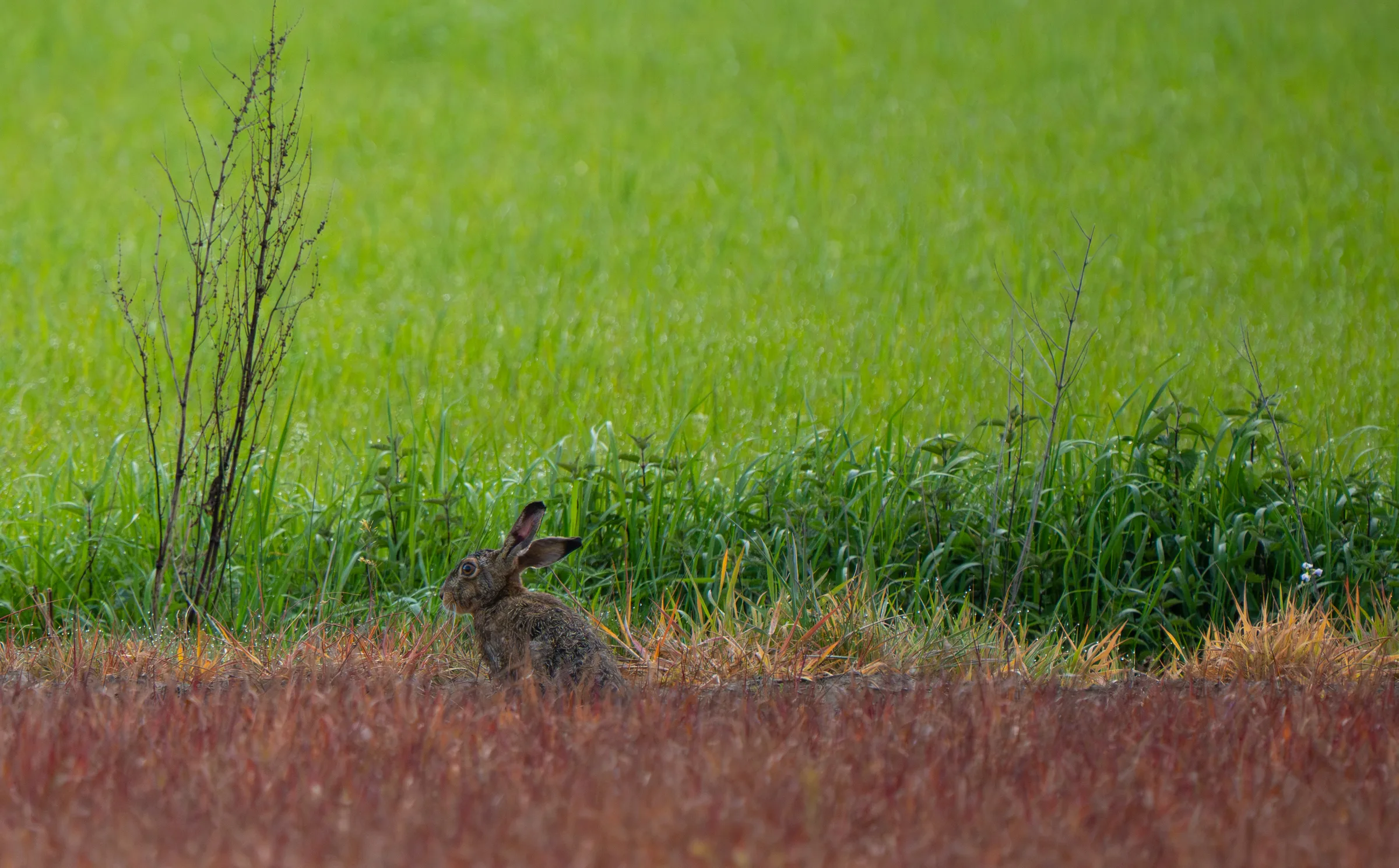 European brown hare at the field edge